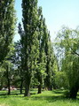 تبریزی سیاه